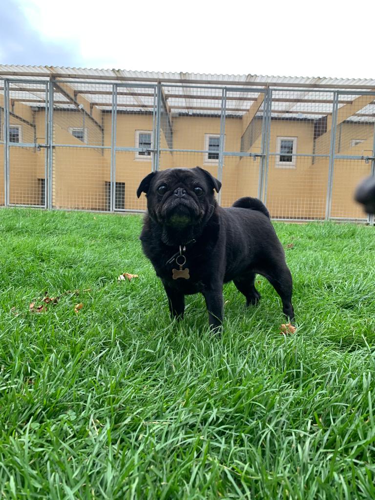 Happy little pug